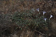 Datura wrightii