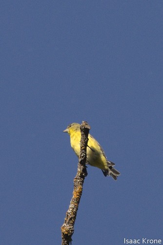 iNaturalist observation photo of Lesser Goldfinch