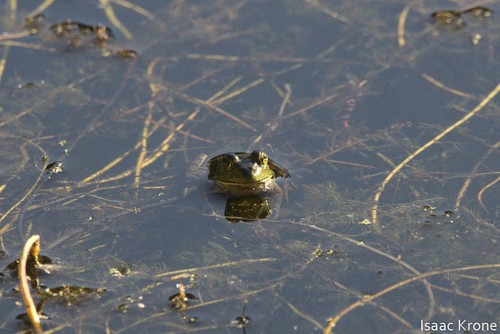 iNaturalist observation photo of American Bullfrog