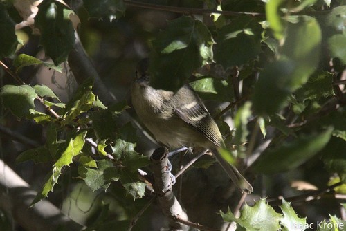 iNaturalist observation photo of Hutton's Vireo