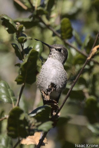 iNaturalist observation photo of Anna's Hummingbird