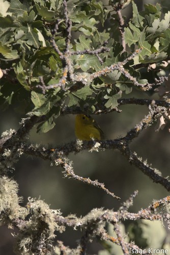 iNaturalist observation photo of Wilson's Warbler
