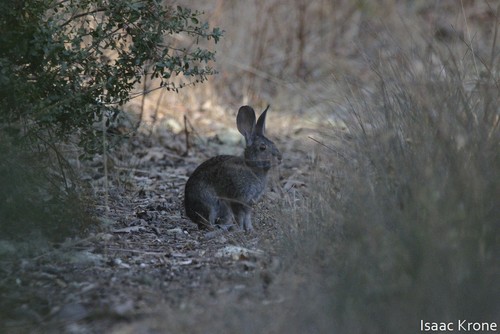 iNaturalist observation photo of Brush Rabbit