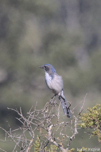 iNaturalist observation photo of California Scrub-Jay