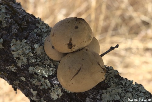 iNaturalist observation photo of California Gall Wasp
