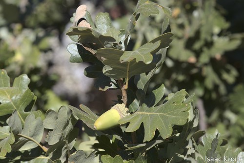 iNaturalist observation photo of valley oak