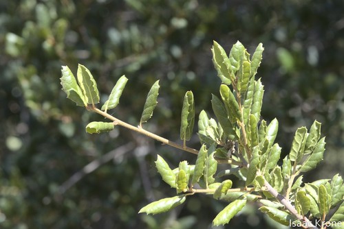 iNaturalist observation photo of coast live oak