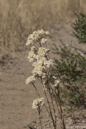iNaturalist observation photo of California cudweed