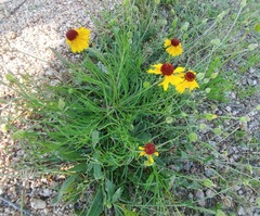 Helenium amarum badium