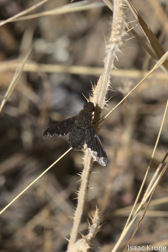 iNaturalist observation photo of Hemipenthes
