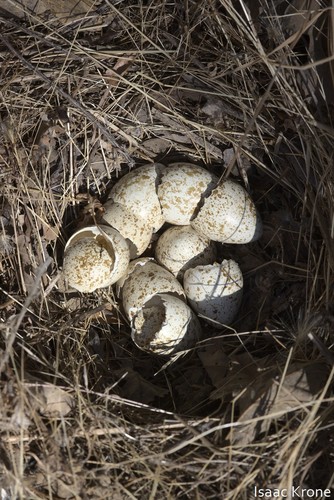 iNaturalist observation photo of California Quail