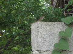 Anolis cybotes