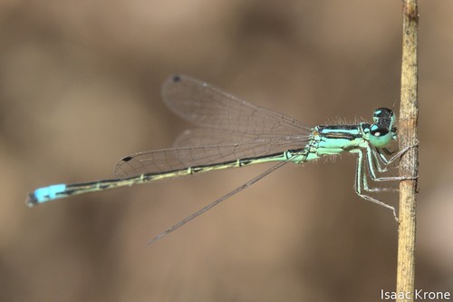 iNaturalist observation photo of Western Forktail
