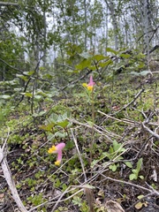 Capnoides sempervirens