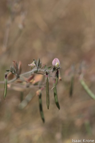 iNaturalist observation photo of deervetch