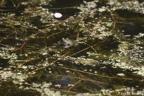 iNaturalist observation photo of American Bullfrog