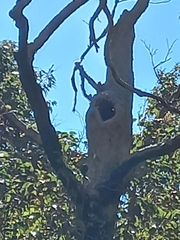 Corymbia calophylla