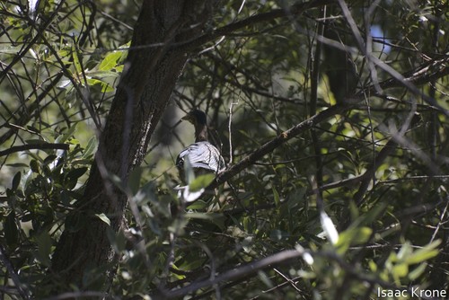 iNaturalist observation photo of Green Heron