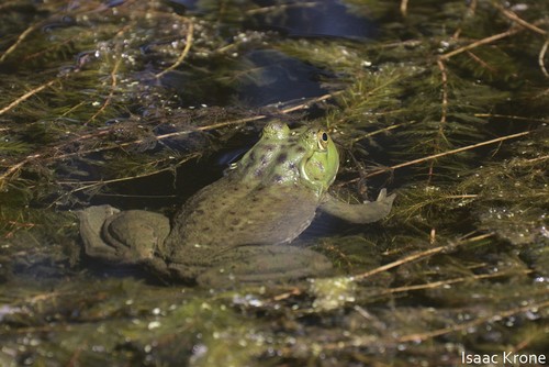 iNaturalist observation photo of American Bullfrog