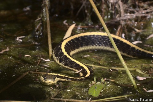 iNaturalist observation photo of Diablo Range Garter Snake