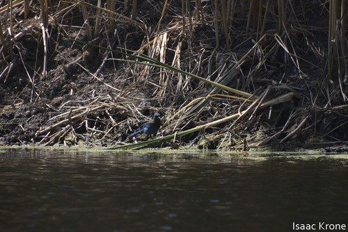 iNaturalist observation photo of Steller's Jay