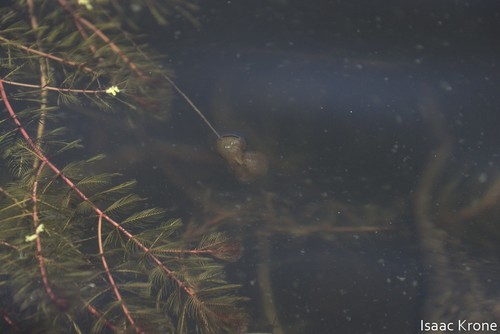 iNaturalist observation photo of Milfoils
