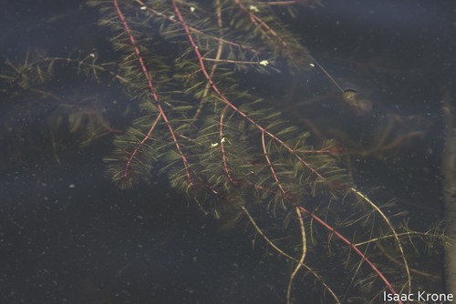 iNaturalist observation photo of Eurasian water-milfoil