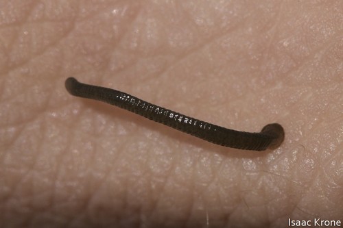 iNaturalist observation photo of Leeches