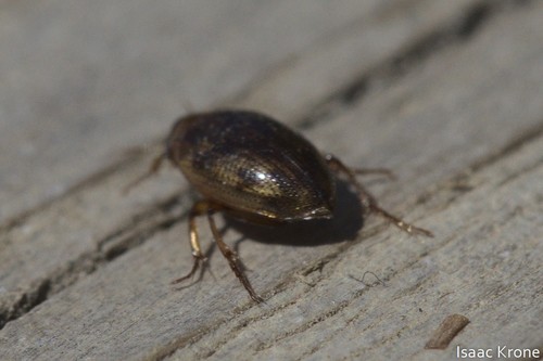 iNaturalist observation photo of Haliplus
