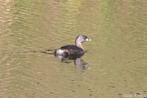 iNaturalist observation photo of Pied-billed Grebe