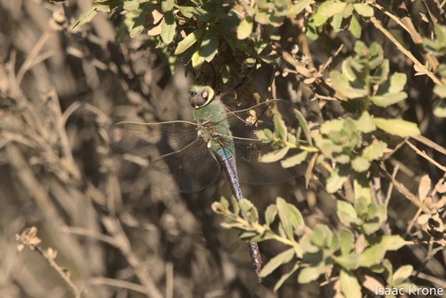 iNaturalist observation photo of Common Green Darner