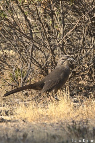 iNaturalist observation photo of California Thrasher