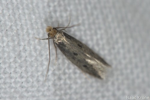 iNaturalist observation photo of Fungus Moths, Clothes Moths, & Allies