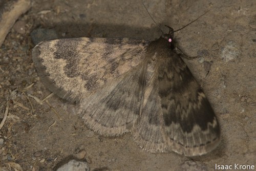 iNaturalist observation photo of Idia