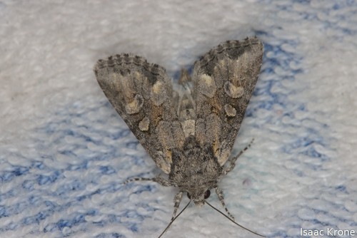 iNaturalist observation photo of Cutworms and Dart Moths