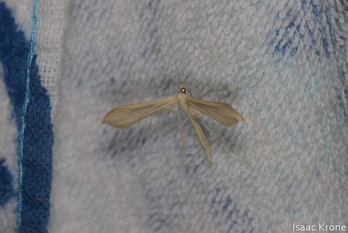 iNaturalist observation photo of Hellinsia