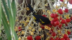 Icterus melanopsis