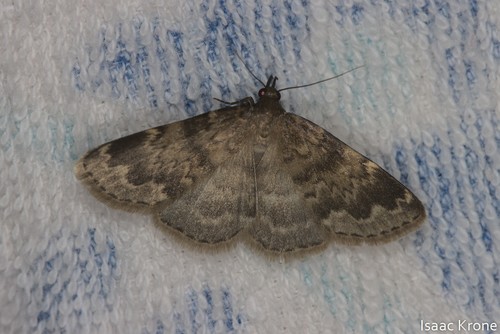 iNaturalist observation photo of Idia