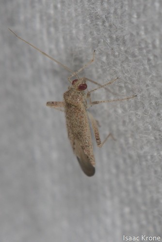 iNaturalist observation photo of Parthenicus