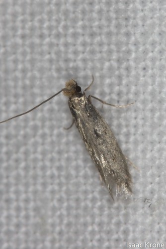 iNaturalist observation photo of Fungus Moths, Clothes Moths, & Allies