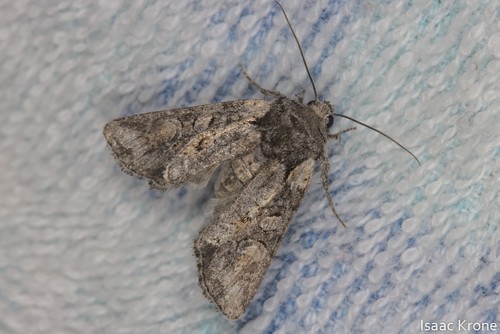 iNaturalist observation photo of Cutworms and Dart Moths
