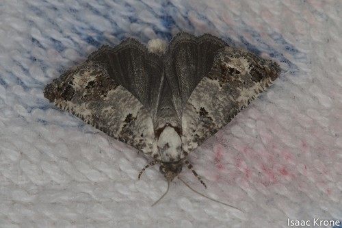 iNaturalist observation photo of Pelochrista eburata