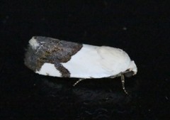 Ponometia cuta