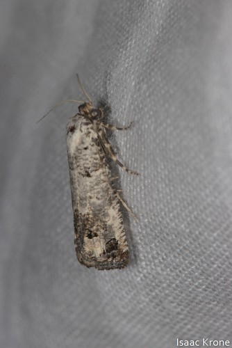 iNaturalist observation photo of Butterflies and Moths