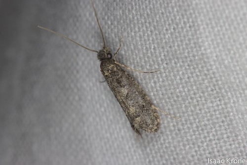 iNaturalist observation photo of Butterflies and Moths