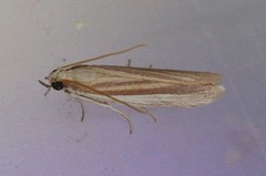 Anderida peorinella