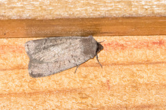 Protolampra rufipectus