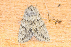 Andropolia contacta