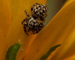 Pelegrina galathea