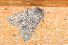 Andropolia contacta